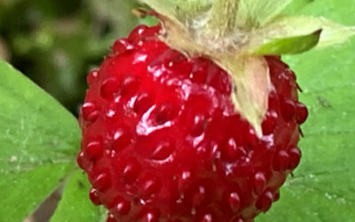 Wildfrüchte: Walderdbeeren