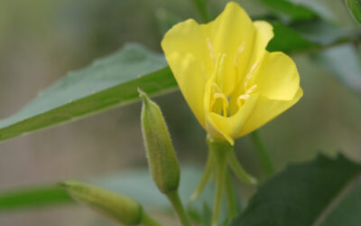 Gemeine Nachtkerze – Heilpflanze 2026